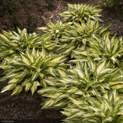 Hosta, Cherry Berry #1